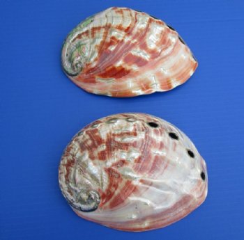 Polished Red Abalones, Green Abalone