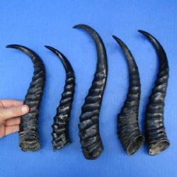 Polished Male Springbok Horns <font color=red> Wholesale</font> -12 @ $8 each
