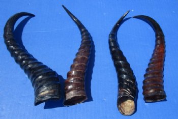 Polished Male Springbok Horns <font color=red> Wholesale</font> -12 @ $8 each