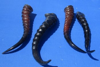 Polished Male Springbok Horns - 2 @ $12.80 each