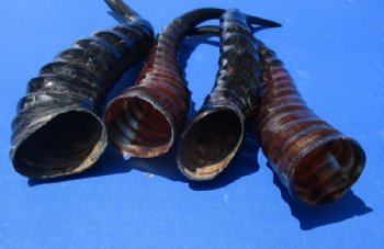 Polished Male Springbok Horns <font color=red> Wholesale</font> -12 @ $8 each