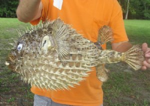 PORCUPINE puffer BLOW FISH TAXIDERMY DRIED FISH 6"+ 