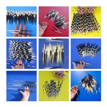 Intriguing, African porcupine quills are available for purchase at