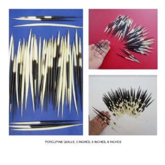 Porcupine Quills - 1st Class Mail Shipping