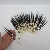 6 to 7-7/8 inches Thick African Porcupine Quills for Sale in Bulk - Pack of 50 @ $.96 each; 