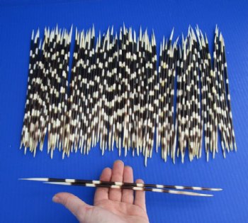Porcupine Quills, African Porcupine Quills