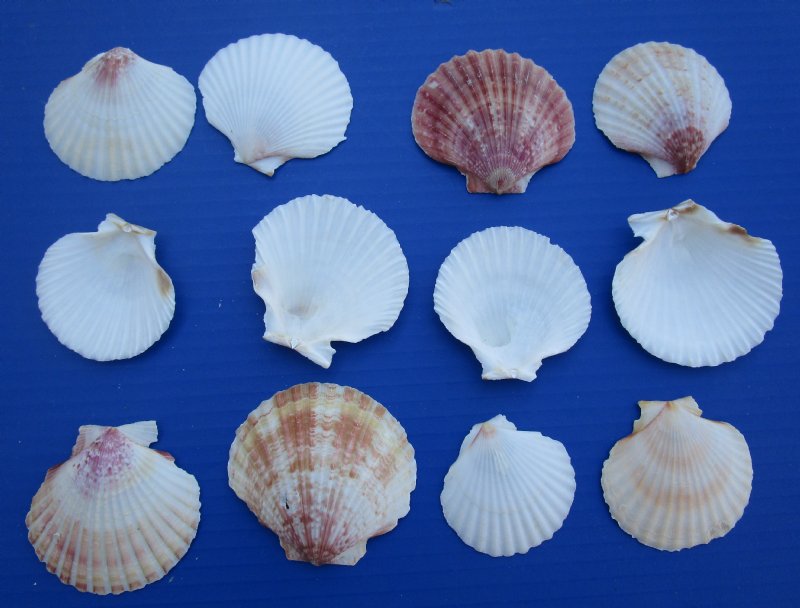 Bulk Aequipecten Opercularis Scallop Shells for Sale in Bulk Case of 16