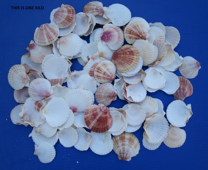 Bulk Aequipecten Opercularis Scallop Shells for Sale in Bulk Case of 16