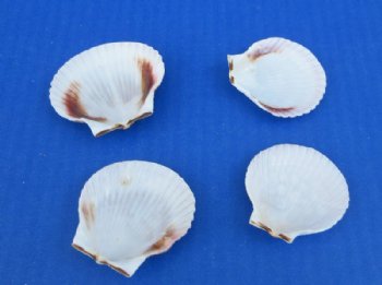 Small Pecten Purpuratus Scallop Shells, 1-1/2 to 2 inches - 50 @  .29 each