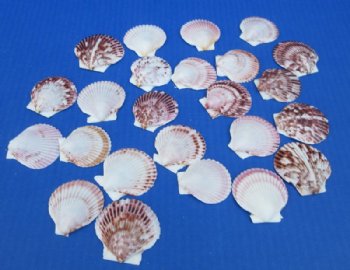 Small Pecten Purpuratus Scallop Shells, 1-1/2 to 2 inches - 50 @  .29 each