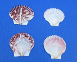 Pecten Purpuratus S...