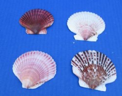 Pecten Purpuratus S...