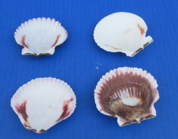 Pecten Purpuratus Scallop Shells, 2-1/2 to 3 inches - 50 @ .64 each