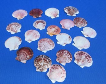 Pecten Purpuratus Scallop Shells, 2-1/2 to 3 inches - 50 @ .64 each