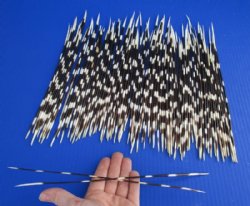 10 to 12 inches African Crested Porcupine Quills for Sale - 50 @ .88 each