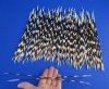 10 to 12 inches  <font color=red>Wholesale</font> Thin African Crested Porcupine Quills for Sale - Case of 200 @ .55 each