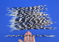 10 to 12 inches African Crested Porcupine Quills for Sale - 50 @ .88 each