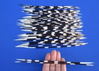 10 to 12 inches African Crested Porcupine Quills for Sale - 50 @ .88 each