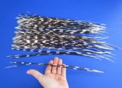 Thin Porcupine Quills