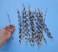 12 to 14 inches Long Thin African Porcupine Quills - 50 @ .$.96 each 