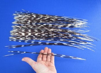 12 to 14 inches <font color=red>Wholesale </font> Long Thin African Porcupine Quills 150 @ .65 each