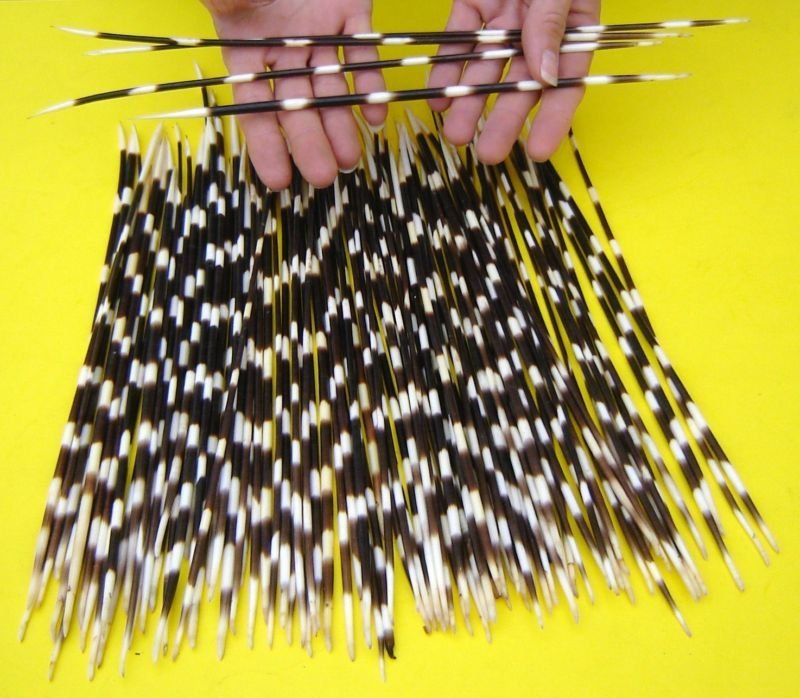 12 to 14 inches Thin African Porcupine Quills for Sale