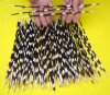 12 to 14 inches Large, Long Thin African Porcupine Quills for Sale, Black and White in Color - Pack of 50 @ .$.96 each 