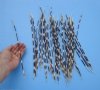 12 to 14 inches <font color=red>Wholesale</font>  Large, Long Thin African Porcupine Quills for Sale in Bulk - Case of 150 @ .60 each