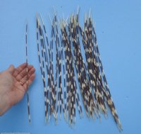 14 to 16 inches long Thin/Skinny Porcupine Quills - 50 @ $.96 each