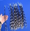 15 to 18 inches Thin Extra Long African Porcupine Quills for Sale - Pack of 50 @ $1.04 each;