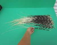 18 inches up Extra Long Thin African Porcupine Quills  <font color=red> Wholesale</font> - 150 @ .70 each