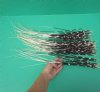 18 inches up <font color=red> Wholesale</font> Extra Long Thin African Porcupine Quills for Sale in Bulk Case of 150 @ .70 each