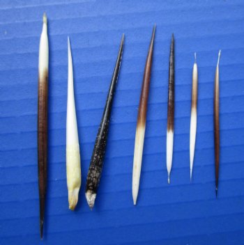 2 to 3 inches Small African Porcupine Quills - 50 @ .80 each (Plus $6.00 Postage)