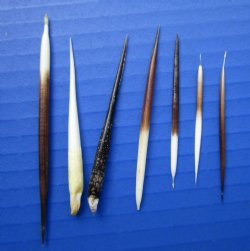 2 to 3 inches Small African Porcupine Quills - 50 @ .80 each (Plus $6.00 Postage)