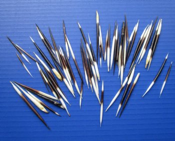 2 to 3 inches Small African Porcupine Quills - 50 @ .80 each (Plus $6.00 Postage)