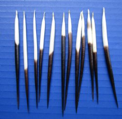 3 to 5 inches Thick Small African Porcupine Quills - 50 @ .80 each (Plus $6.00 Postage)
