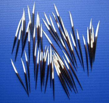 3 to 4 inches Thick Small African Porcupine Quills <font color=red> Wholesale</font> 300 @ .30 each