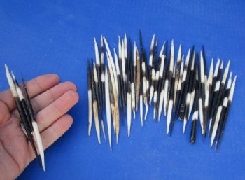 4 to 5 inches Thick African Porcupine Quills <font color=red> Wholesale</font>, Semi-Cleaned - 150 @ .65 each