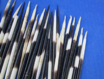 4 to 5 inches Thick African Porcupine Quills <font color=red> Wholesale</font>, Semi-Cleaned - 150 @ .65 each