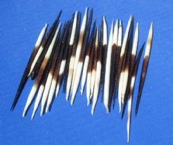 3 to 5 inches Thick Small African Porcupine Quills <FONT COLOR=RED> Wholesale</font>, Commercial Grade, Cleaned - 200 @ .45 each