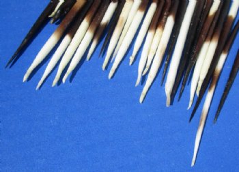 3 to 4-7/8 inches Thick Small African Porcupine Quills, Commercial Grade, Cleaned - 50 @ .72 each