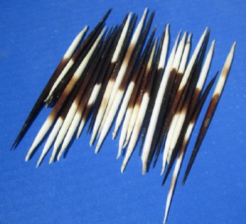 3 to 4-7/8 inches Thick Small African Porcupine Quills, Commercial Grade, Cleaned - 50 @ .72 each