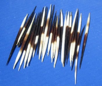 3 to 4-7/8 inches Thick Small African Porcupine Quills, Commercial Grade, Cleaned - 50 @ .72 each