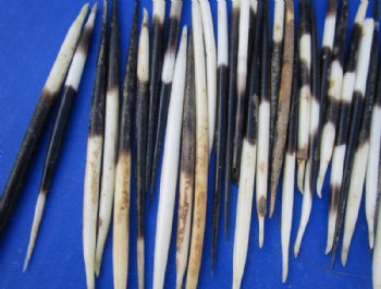 3 to 5 inches Thick Small African Porcupine Quills, Semi-Cleaned - 50 @ .72 each