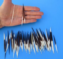 3 to 5 inches  Thick Small African Porcupine Quills <font color=red> Wholesale</font> 200 @ .50 each