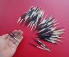 3 to 5 inches  Thick Small African Porcupine Quills for Sale for Jewelry Making, Art and Crafts - Pack of of 100 @ .72 each;