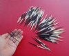 3 to 5 inches <font color=red> Wholesale</font> Thick Small African Porcupine Quills for Sale in Bulk - Case of 200 @ .45 each