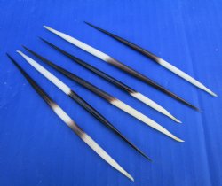 4 to 5 inches Thick African Porcupine Quills <font color=red> Wholesale</font> - 150 @ .65 each