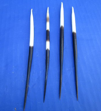 50 Thick African Crested Porcupine Quills for Sale 5 to 6 inches - 50 @ $1.20 each