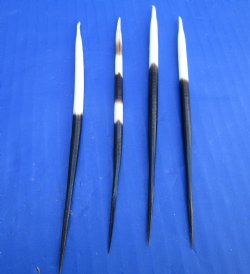 50 Thick African Crested Porcupine Quills for Sale 5 to 6 inches - 50 @ $1.20 each